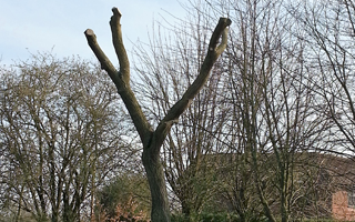 Tree Removal in Fenny Stratford Tree Removal in Fenny Stratford