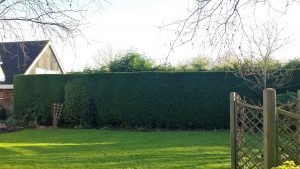 Hedge Trimming