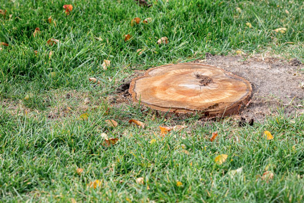 Stump Grinding | Broderick Tree Care