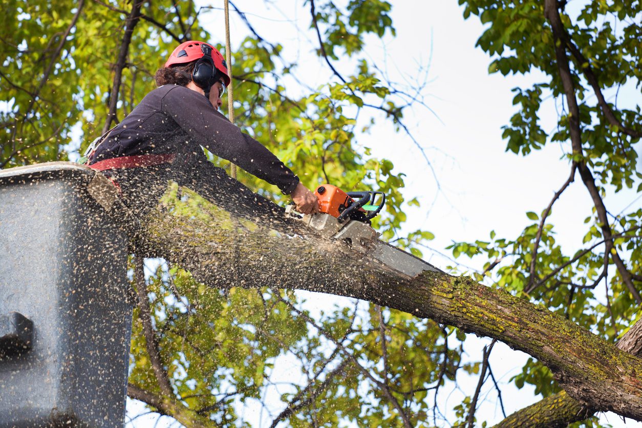 When Is the Best Time of Year for Tree Surgery in the UK? | Broderick Tree Care